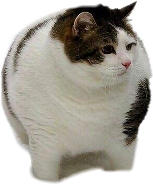 Chonker.png