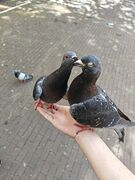 Loving pigeon couple
