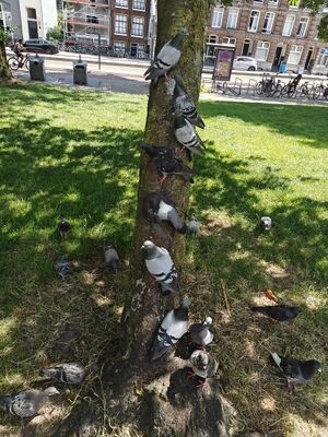 Salad pigeon tree.jpg
