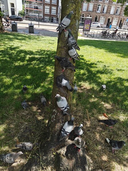 File:Salad pigeon tree.jpg
