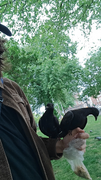 Two black pigeons