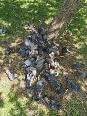 Salad pigeon gathering.jpg
