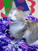 Matchy sneezing