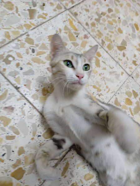 File:Iraqi cats gabby.jpg