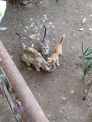 Iraqi cats matchy with her kittens.jpg