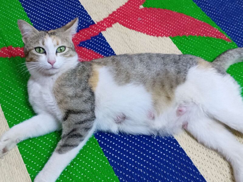 File:Iraqi cats matchy.jpg