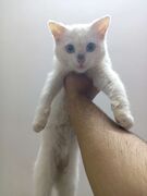Kitler being punished for his sins