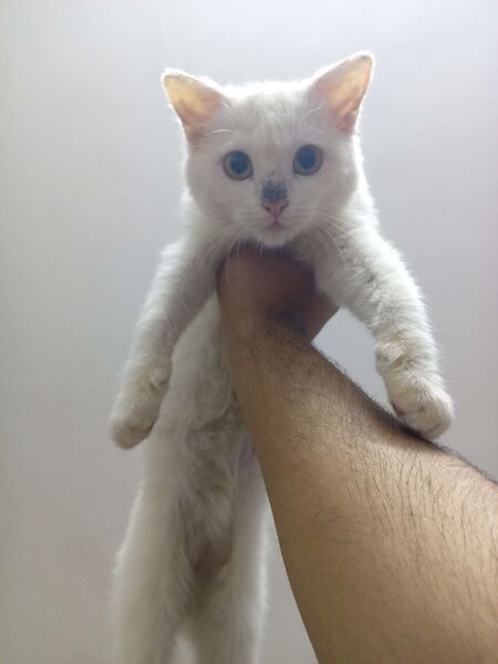 File:Iraqi cats punished kitler.jpg