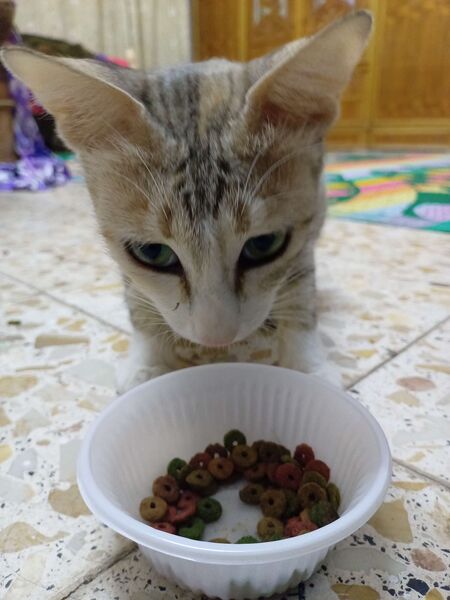 File:Iraqi cats gabby eating.jpg