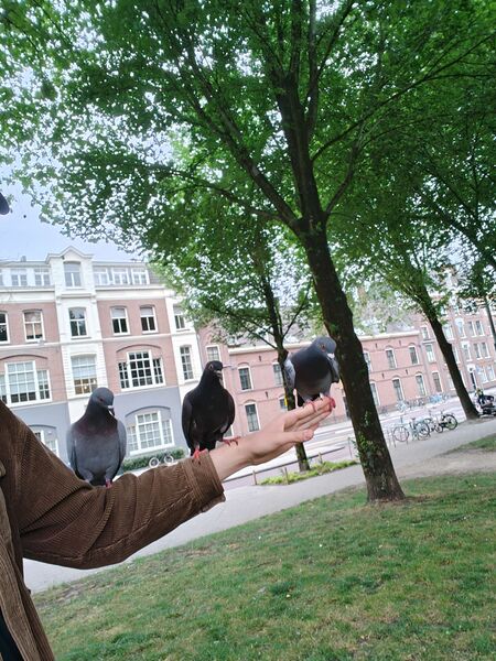 File:Salad triple pigeon.jpg