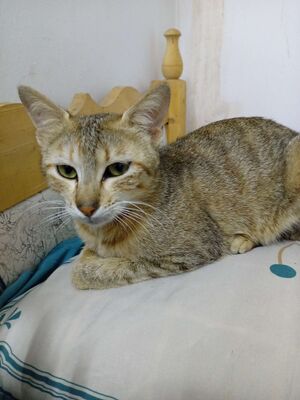 Iraqi cats stripy.jpg
