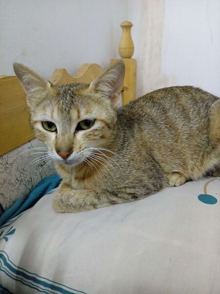 File:Iraqi cats stripy.jpg