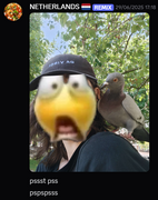 Pigeon envoy disclosing pigeon secrets to Salad